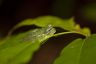 Glass frog