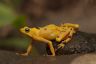 Atelopus zeteki, El Valle, Panamá