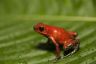 Oophaga pumilio 