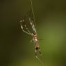 Orb Spider