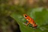 Oophaga pumilio 