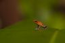 Oophaga pumilio 'Isla San Christobal'