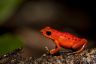 Oophaga pumilio 